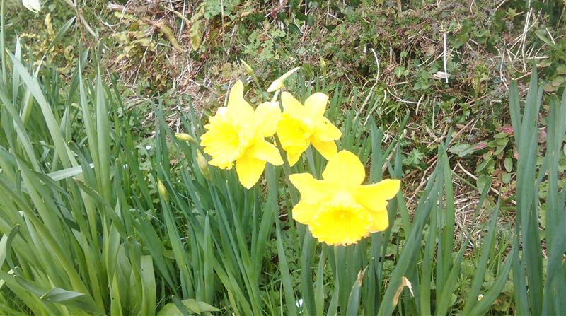 Daffodils